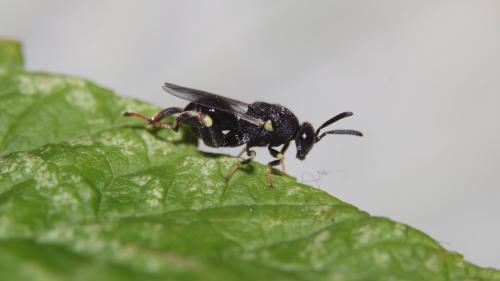 Brachymeria sp.